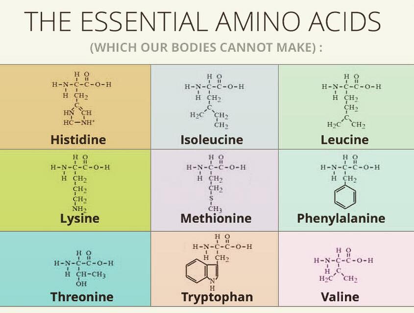 Perche' assumere aminoacidi essenziali? Mybestnutrition I MIGLIORI